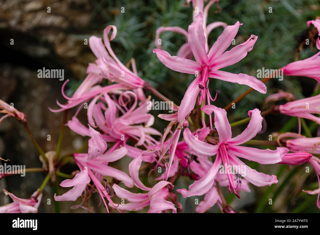 Nerine Bowdenii glowers in pink. Large group of flowers. Amaryllidaceae family. Pink floers and hebaceous green foliage. Stock Photo