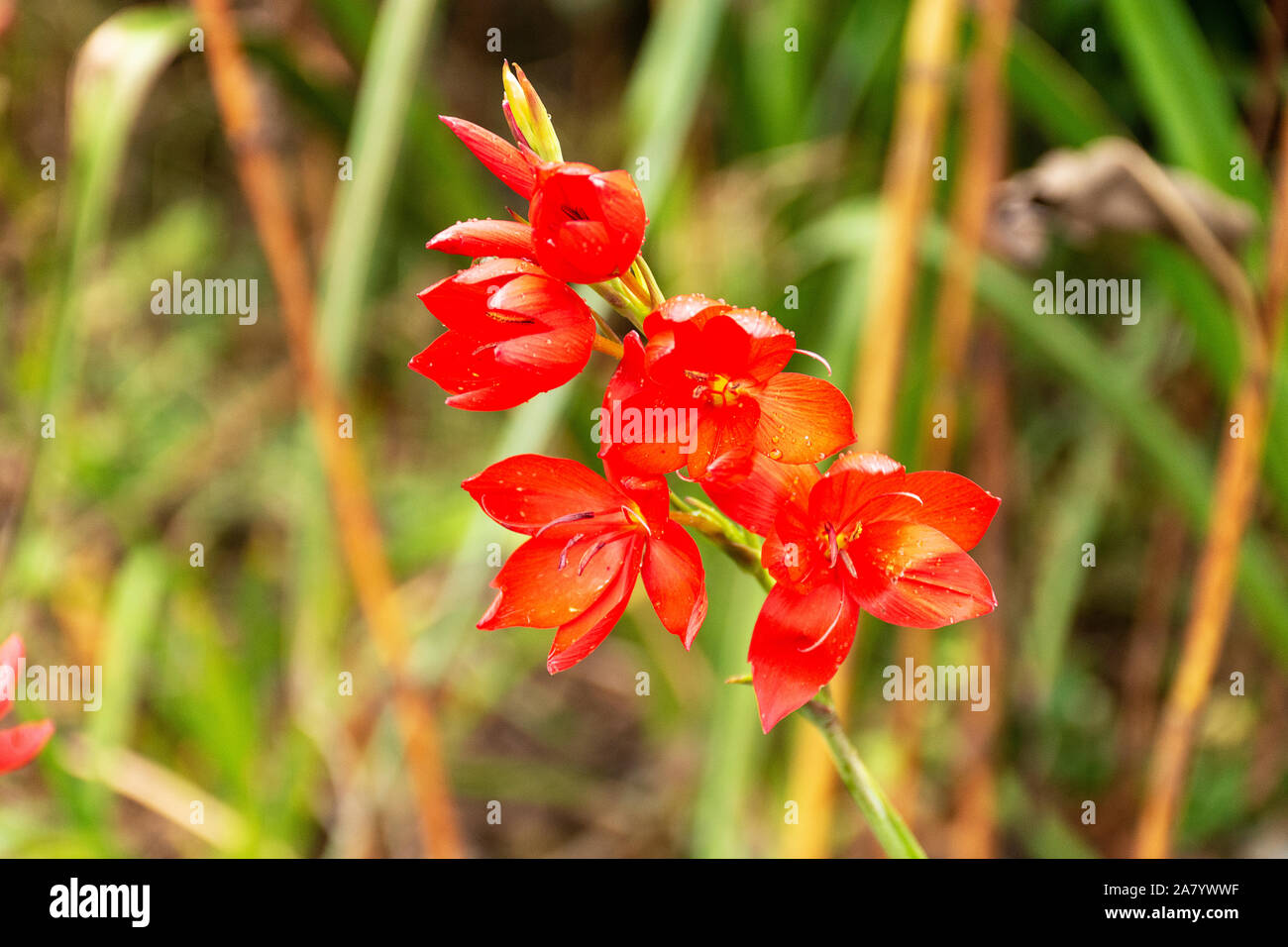South african gladiolus, 'gladiolus carmineus'. Branch of red flowers with drops of water. Stock Photo