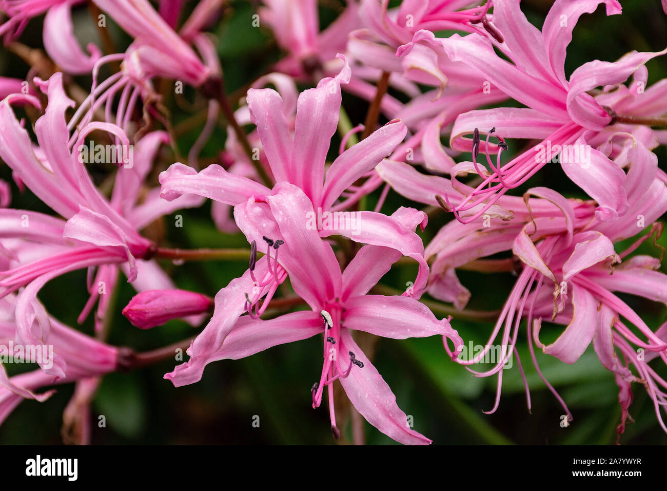 Nerine Bowdenii glowers in pink. Large group of flowers. Amaryllidaceae family. Pink floers and hebaceous green foliage. Stock Photo