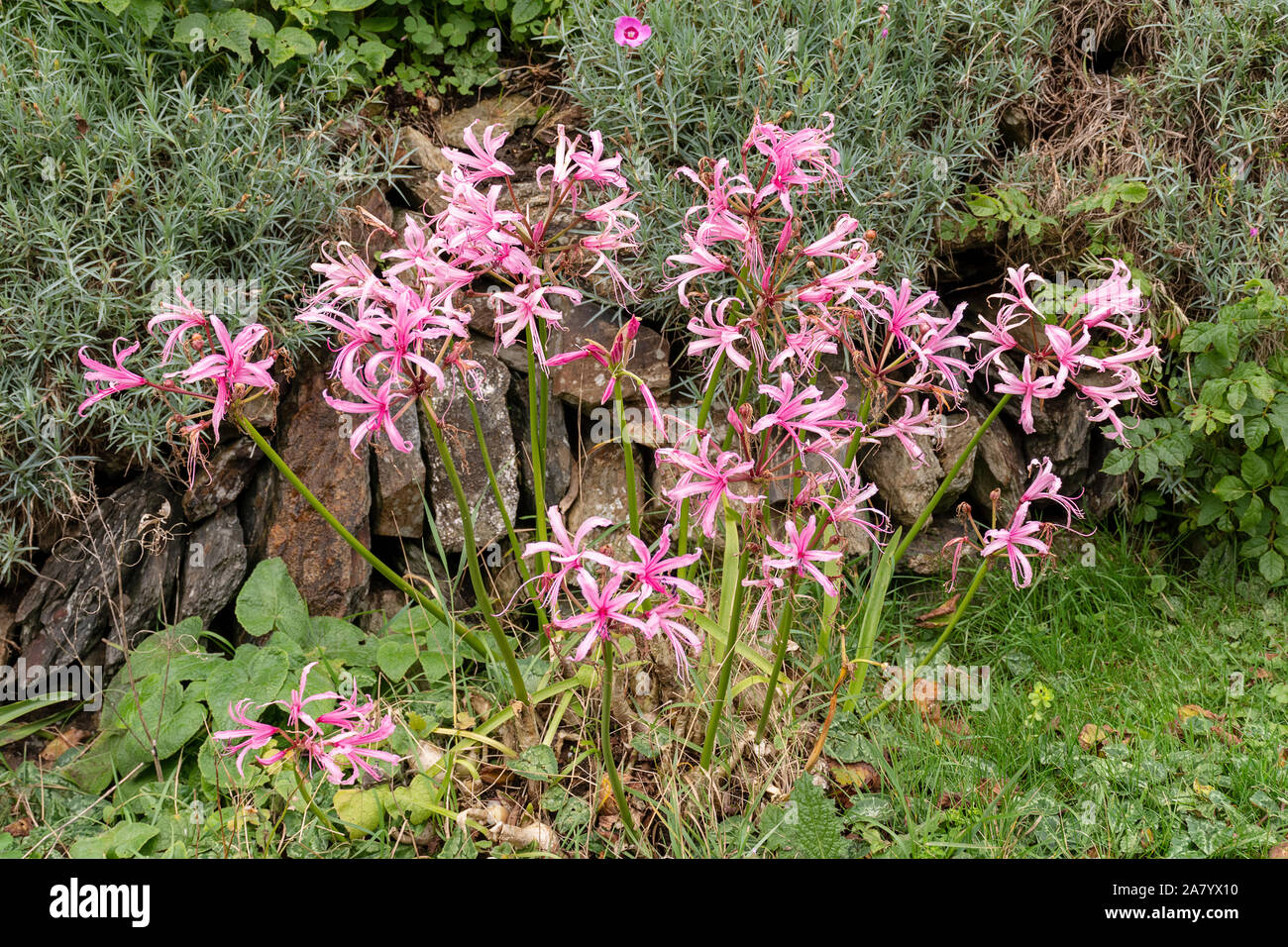 Nerine Bowdenii glowers in pink. Large group of flowers. Amaryllidaceae family. Pink floers and hebaceous green foliage. Stock Photo