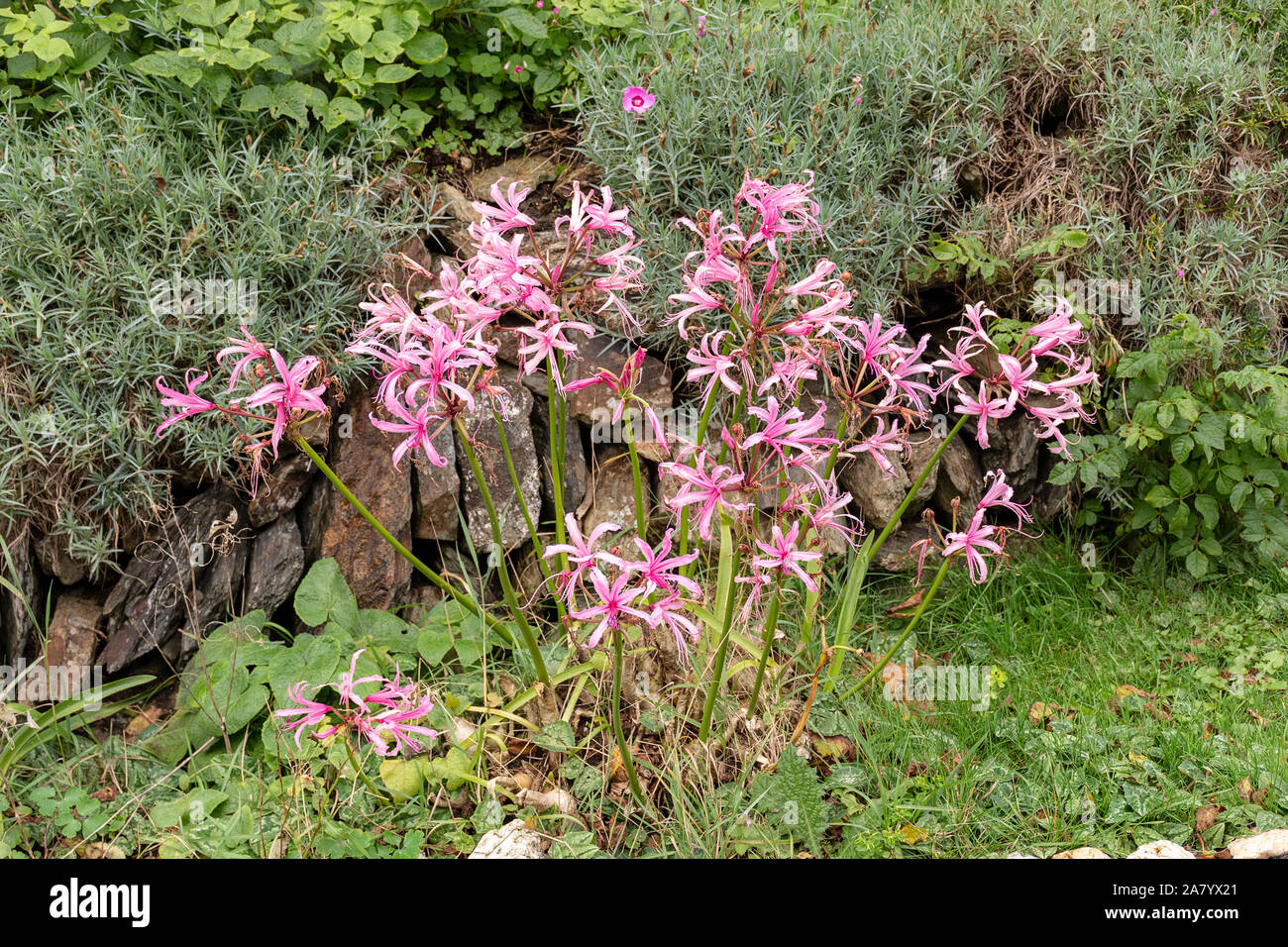 Nerine Bowdenii glowers in pink. Large group of flowers. Amaryllidaceae family. Pink floers and hebaceous green foliage. Stock Photo