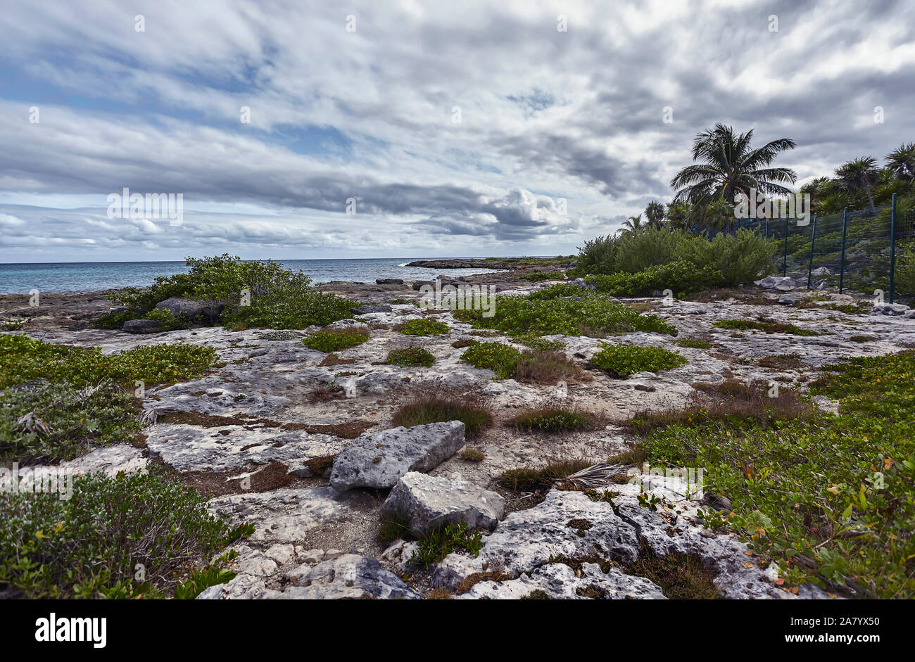 Vegetation Under Rocks Vegetation among rocks hi-res stock photography and images - Alamy