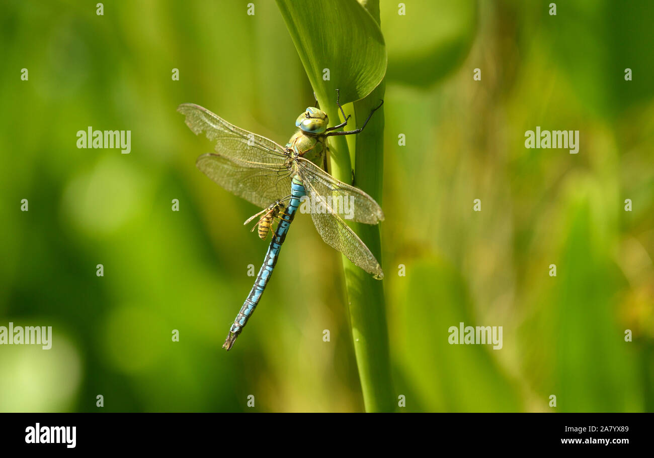 Emperor Dragonfly (Anax imperator) male being attacked by common wasp