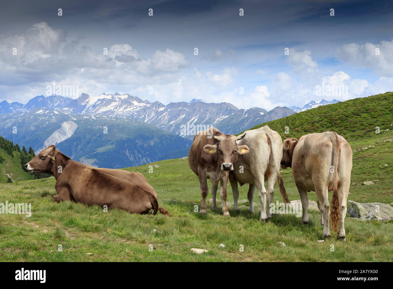 Cows on the green pasture of the Swiss Alps. Switzerland Stock Photo