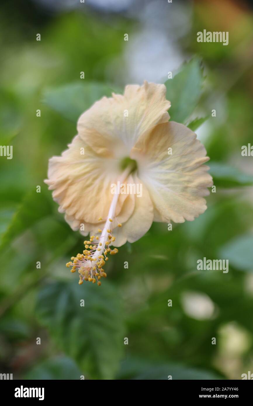 Closeup Light Orange Hibiscus flower on blur background (Portrait) Stock Photo