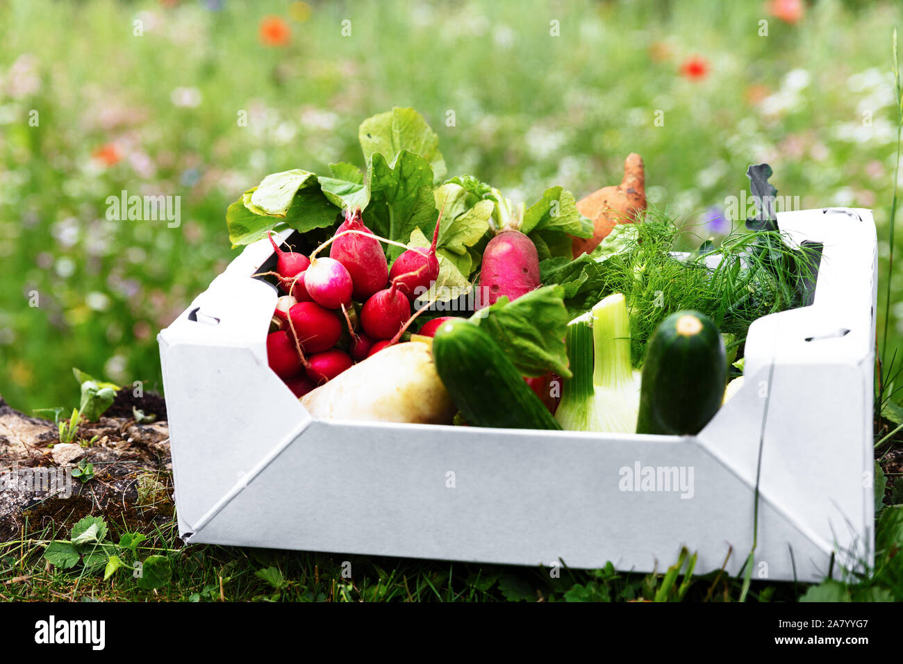 carton box full of fresh organic vegetables lying in a flower meadow ...