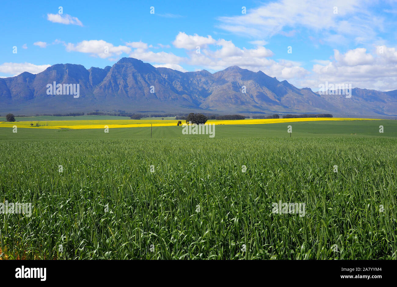 Aerial of green and yellow fields with mountains Stock Photo