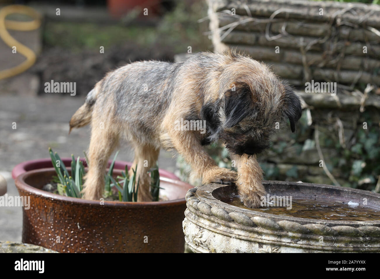 Pots And Paws High Resolution Stock Photography And Images Alamy
