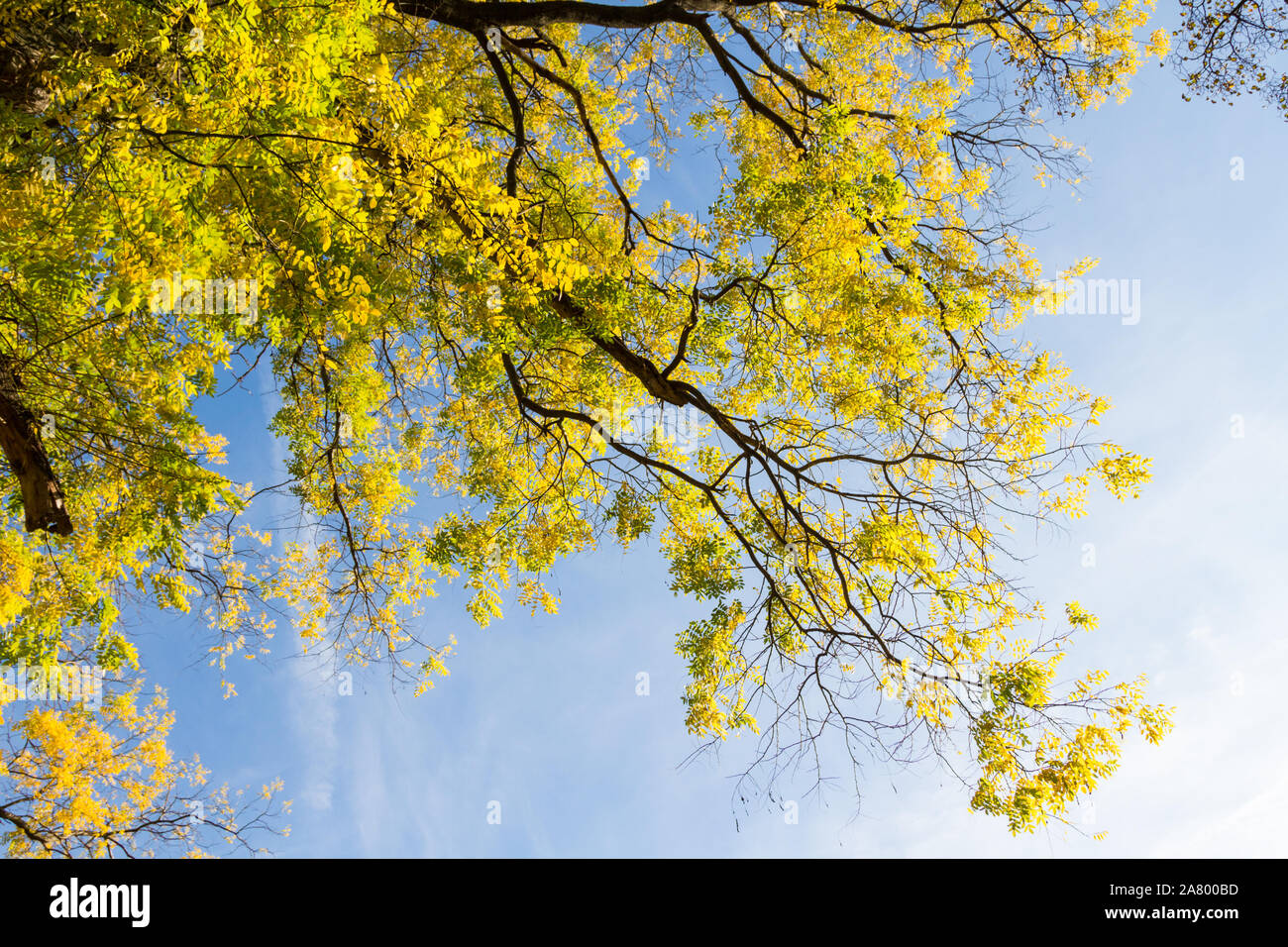 Japanese pagoda tree Styphnolobium japonicum Sophora japonica leaves on branches low angle view from below in autumn, Sopron, Hungary Stock Photo