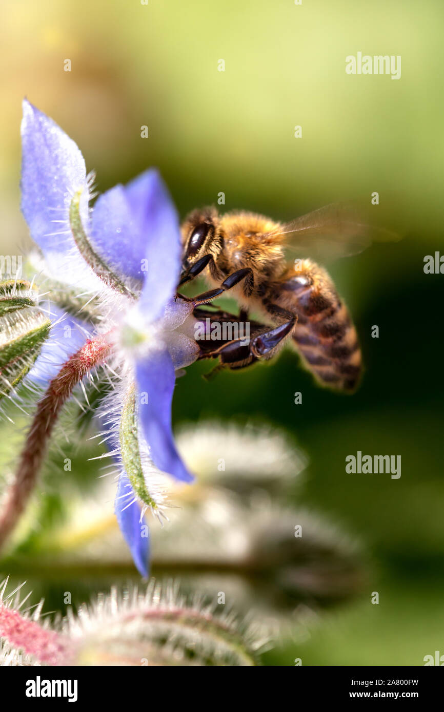 bee is flying in front of o wild flower Stock Photo