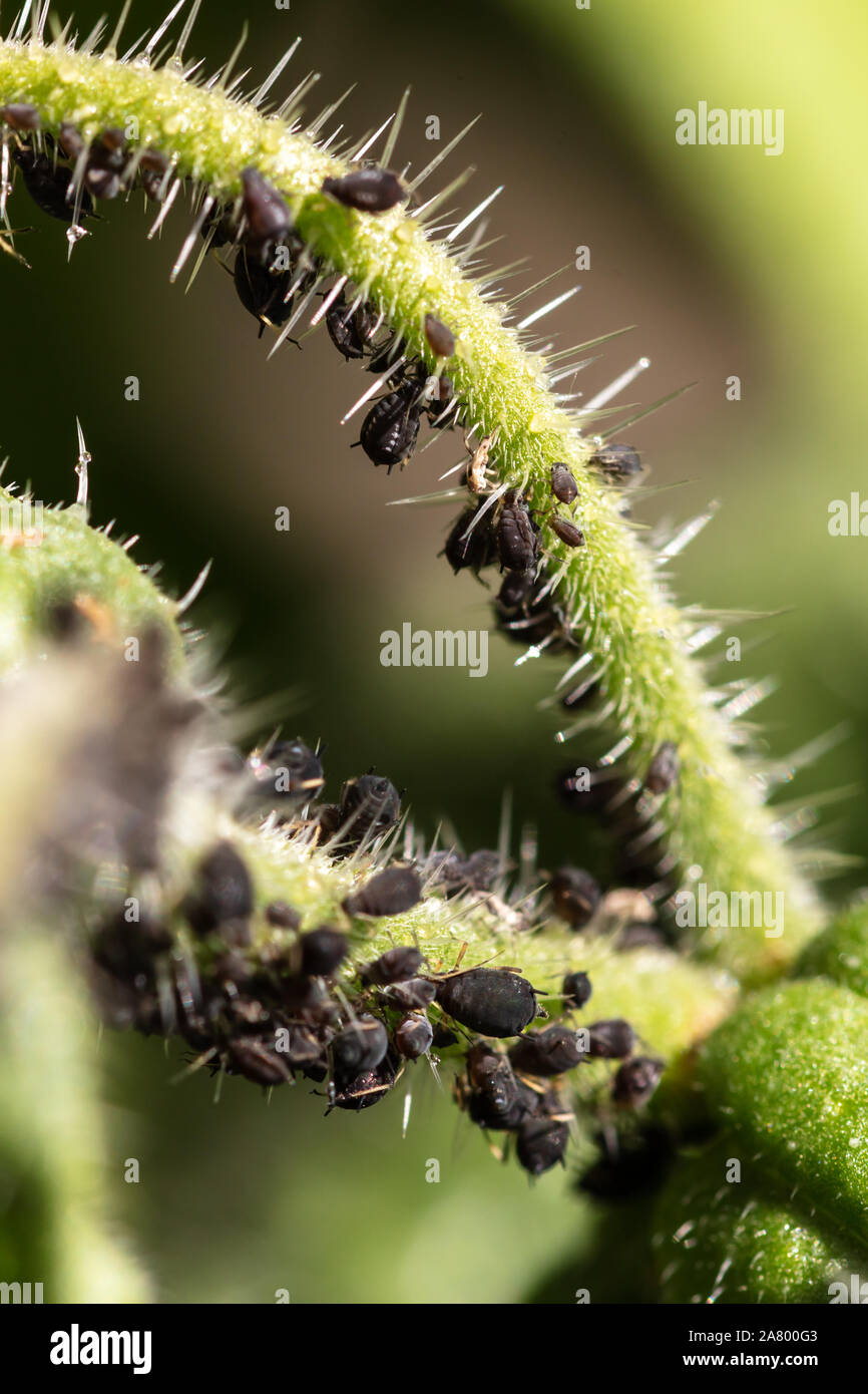 plant louse or aphids infesting a green plant, aphidoidea in the own garden, closeup Stock Photo