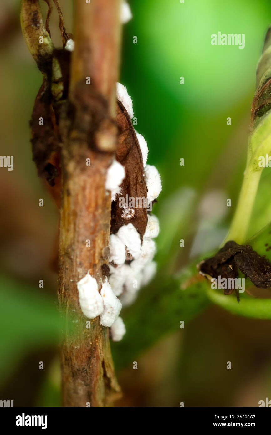 Pseudococcidae infestation on a plant, white mealybug eggs and cocoons attack, closeup Stock Photo