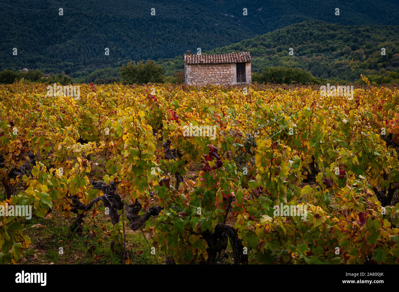 french vinyard in autumn with a small stone building. provence, France. Luberon mountains in background Stock Photo