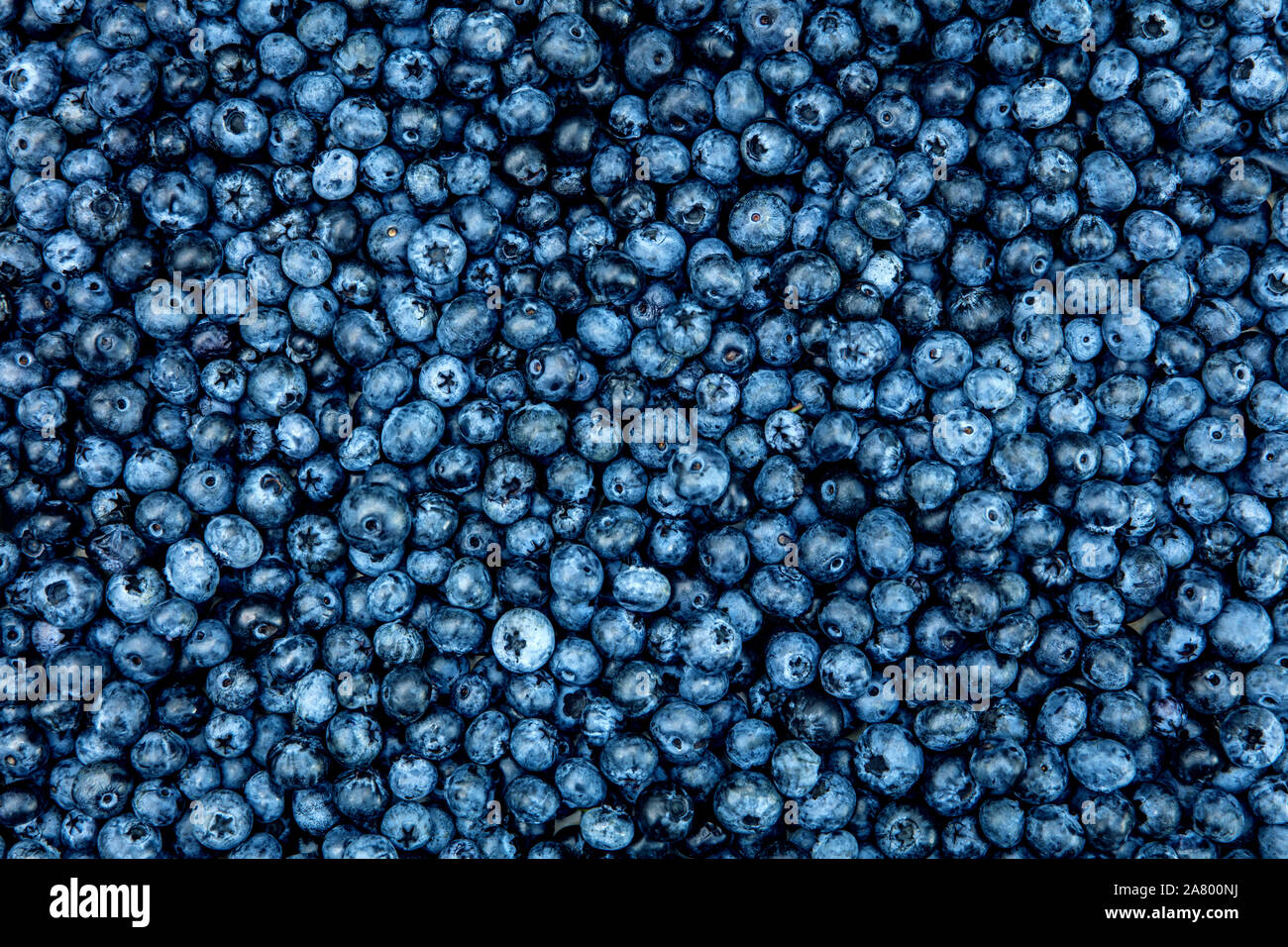 Topview of organic Vaccinium corymbosum Berries, fruity blue background Stock Photo
