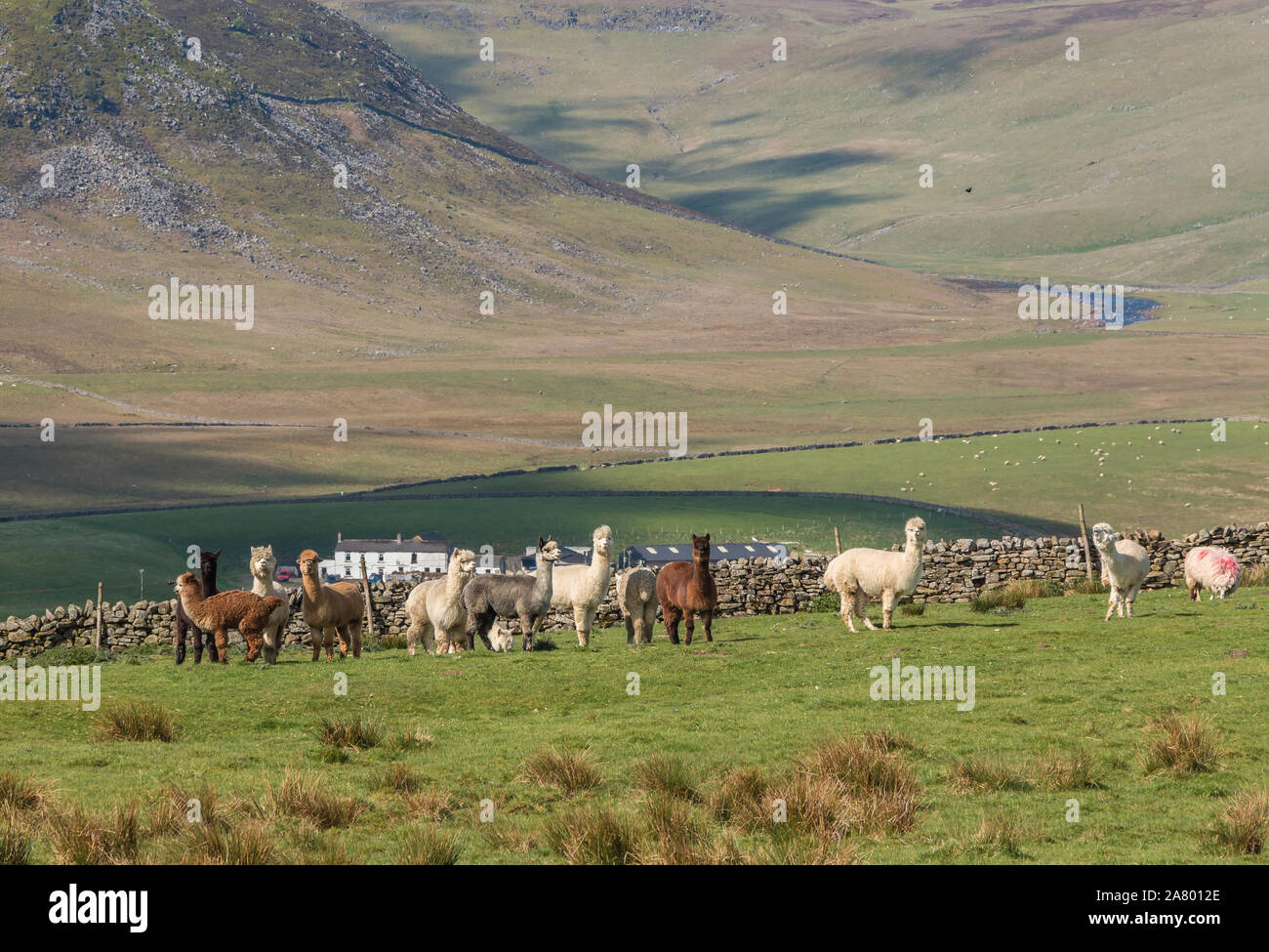 Alpacas at Forest in Teesdale, Upper Teesdale, UK Stock Photo