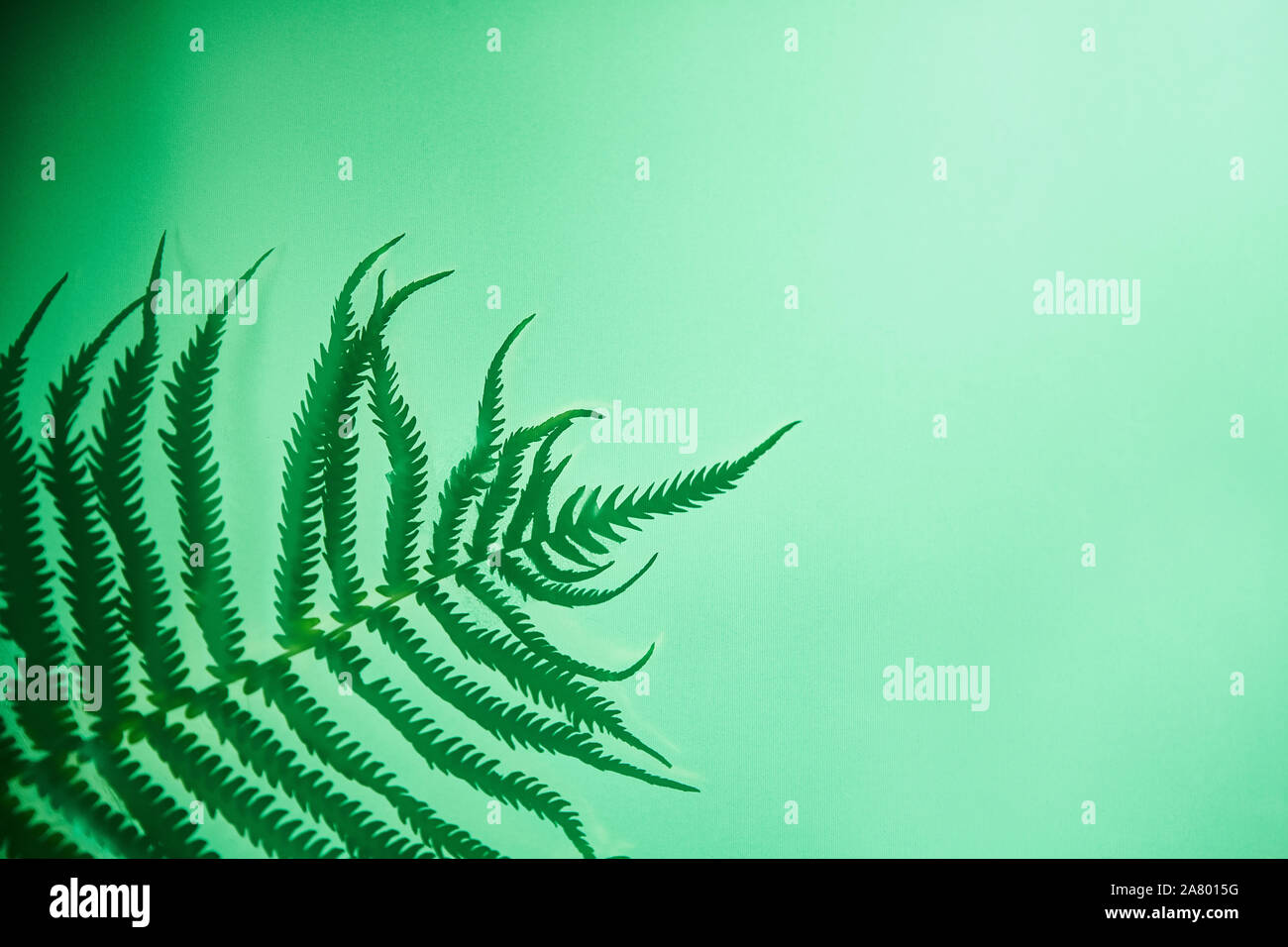 Backdrop of bright ferns hi-res stock photography and images - Alamy