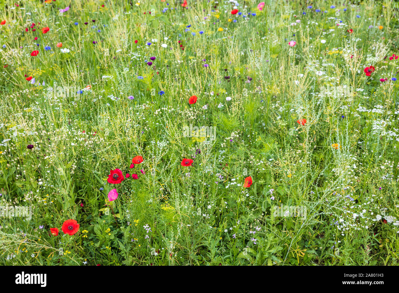 wild and unspoiled flower meadow, natural conservation for insects and wildlife animals Stock Photo