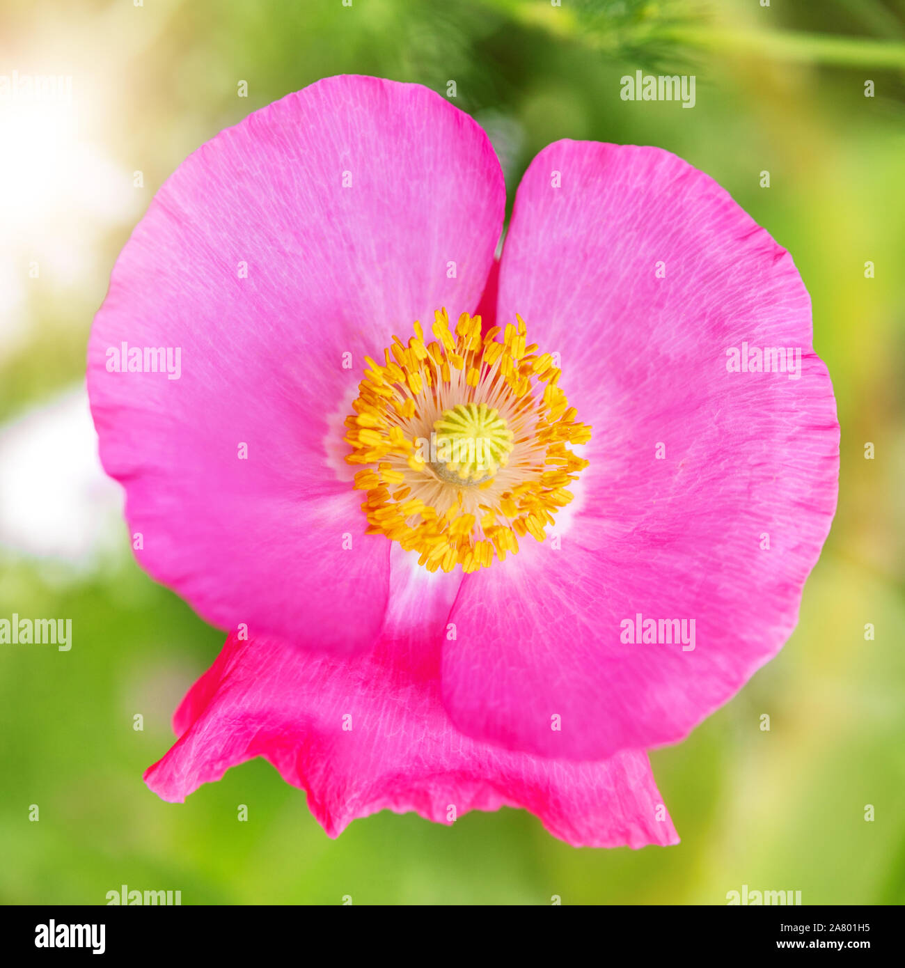 Closeup of a pink Papaver Rhoeas blossom, rose poppy background Stock Photo