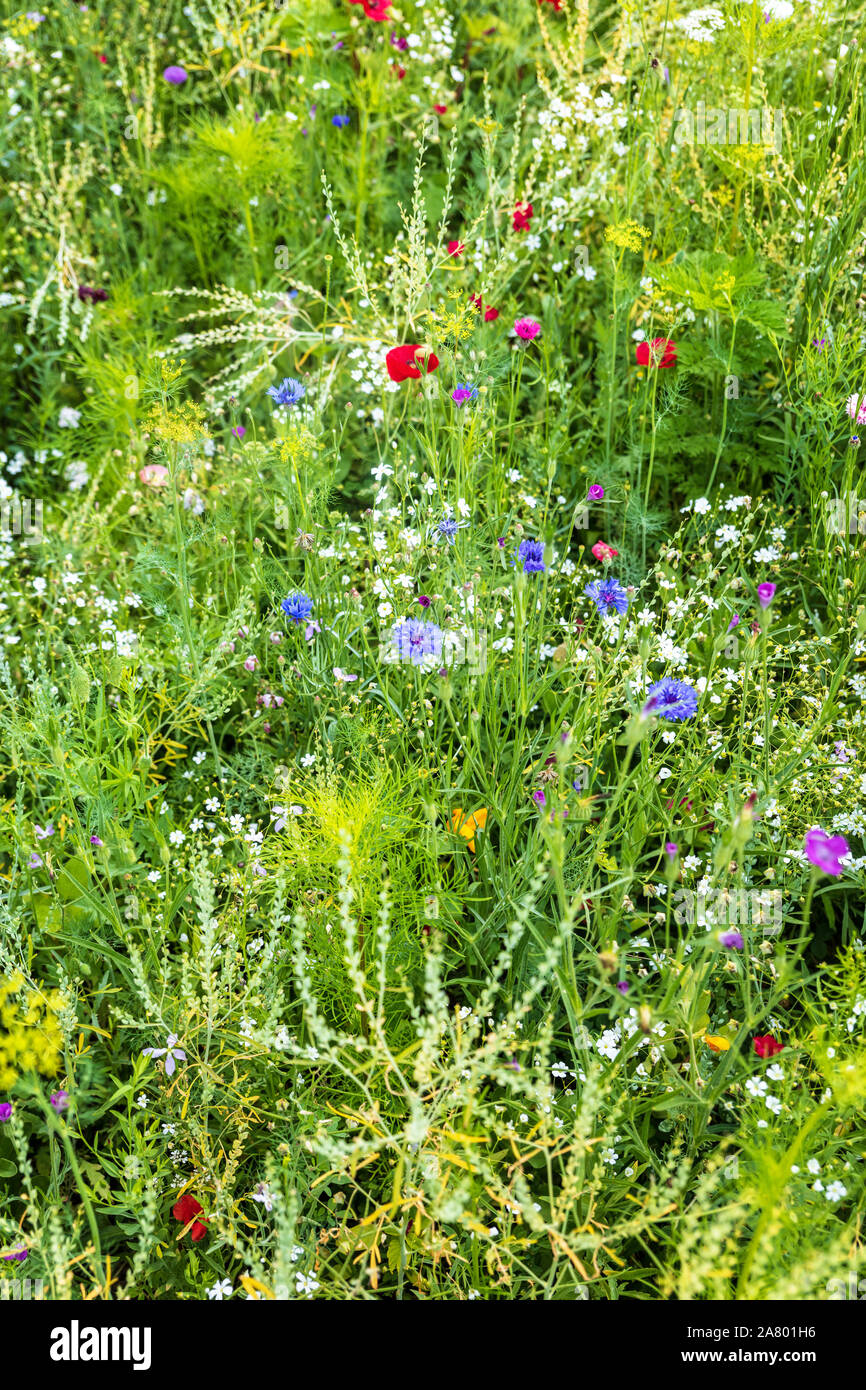 Wildflower garden with native herbs and flowers, natural habitat Stock Photo