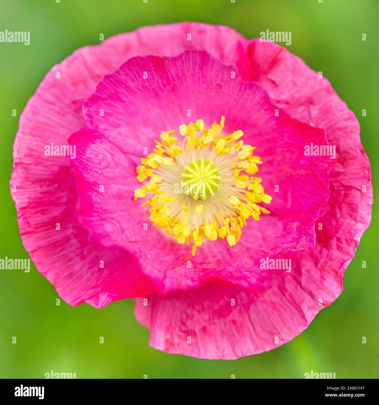 pink Poppy blossom, closeup of a papaver flower, square format Stock Photo
