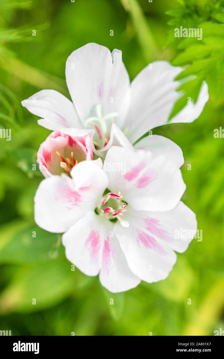 Two blossoms of a bright flower, spring season background, with malva moschata Stock Photo