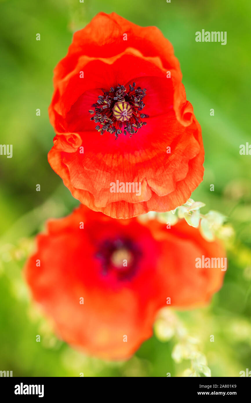 Red poppy blossom background, papaver flower at the heyday on the spring season Stock Photo