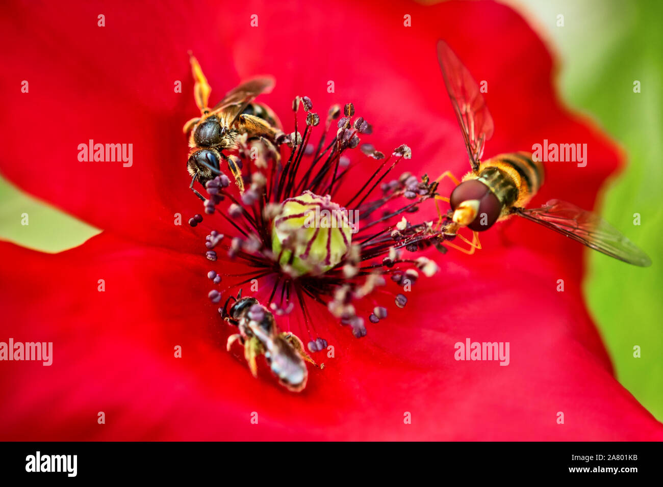 Pollination with Bees on a red blossom, insects and wildlife macro, poppy Stock Photo