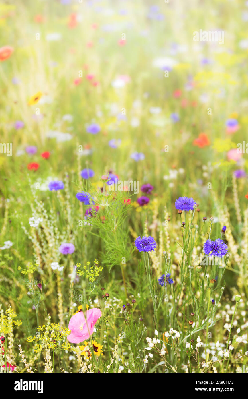 Wildflowers at the summer season, native and natural flowers and herbs, sunshine Stock Photo