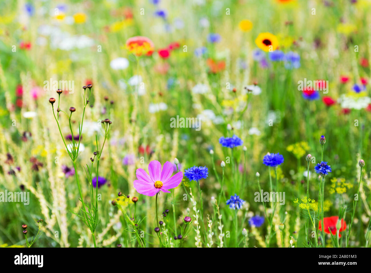 Colorful wild flower meadow, background for the spring or summer season and gardening Stock Photo