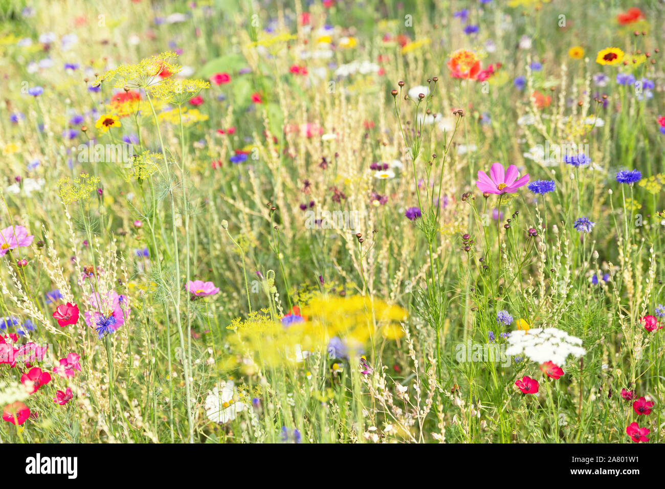 Natural habitat for bees and butterflies, protection with native flowers and herbs, spring or summer season Stock Photo