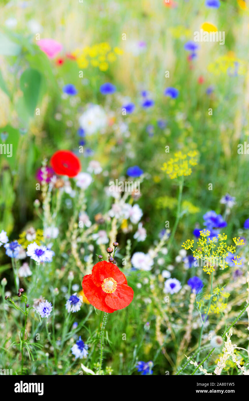 unspoilt native wildflower meadow at the heyday, colorful flower field Stock Photo