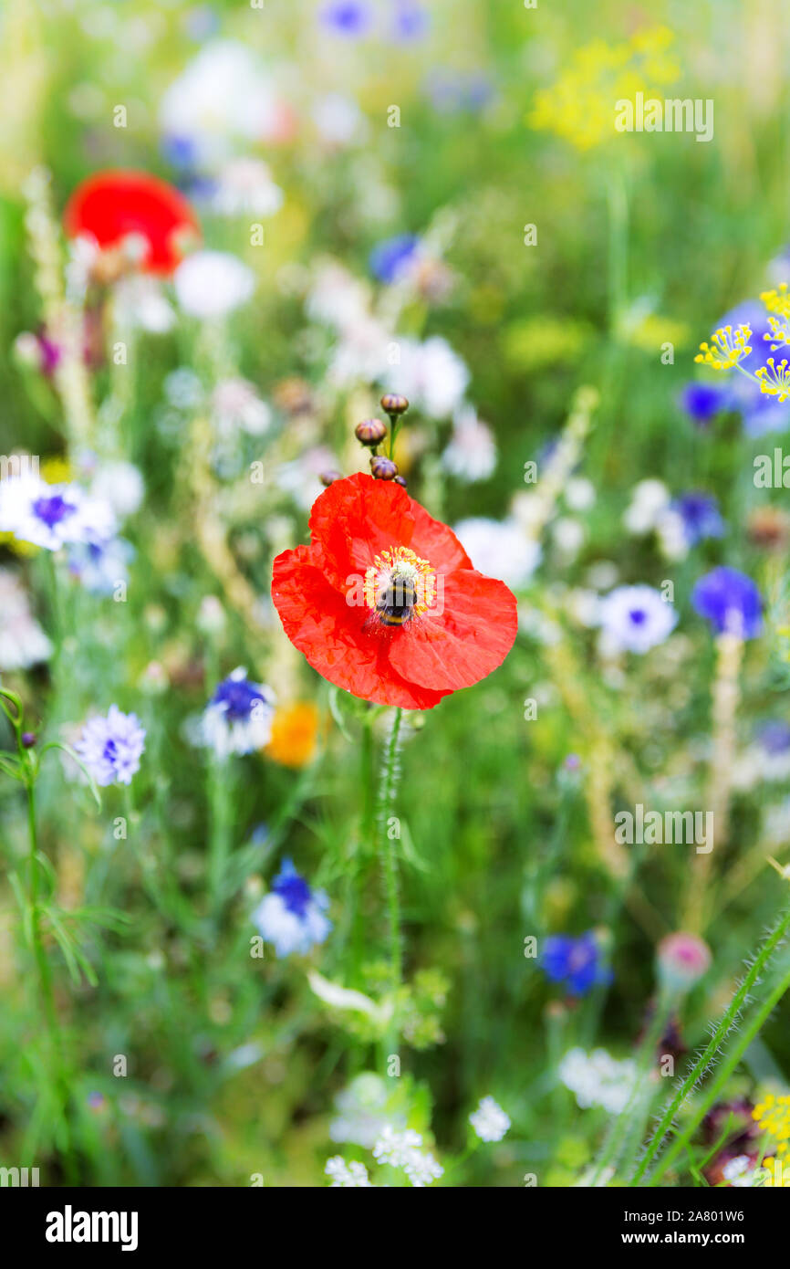 organic flower field for insects, variety of native wildflowers and herbs Stock Photo