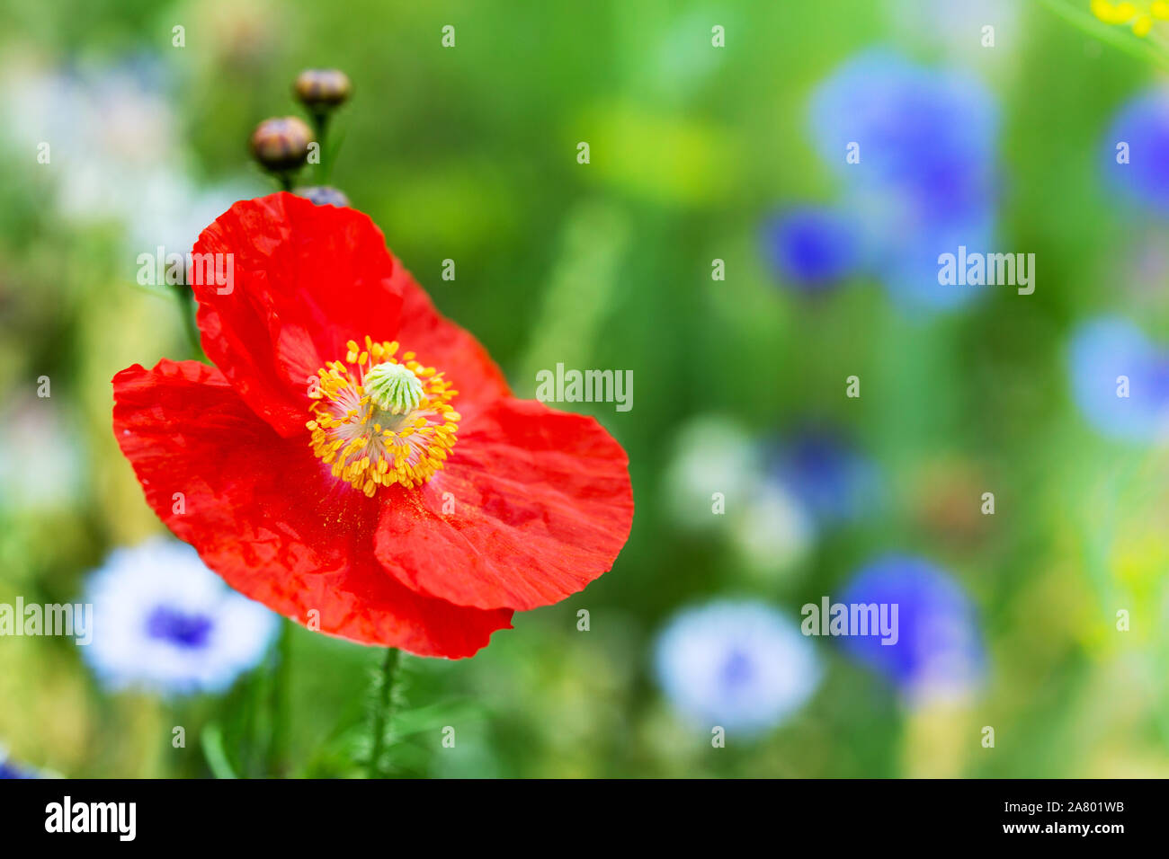 Red papaver blossom in front of a colorful wildflower meadow, poppy flower Stock Photo