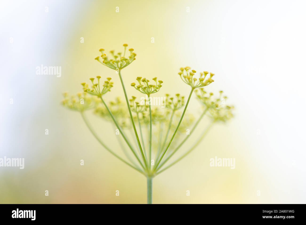 anethum graveolens plant with blossoms, closeup of dill in the garden, blurred background Stock Photo