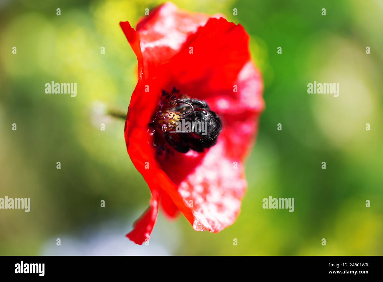 Xylocopa violacea on a red poppy blossom, protecting rare insects with a native wildflower meadow Stock Photo