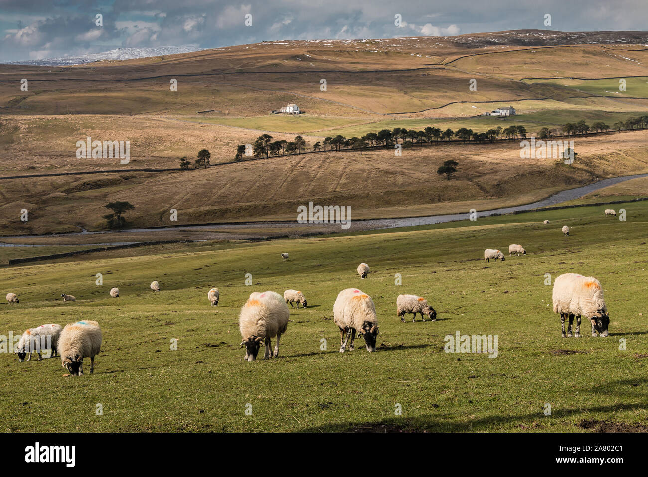 Grazing Swaledales, Sunshine and Shadows in Harwood, Upper Teesdale Stock Photo