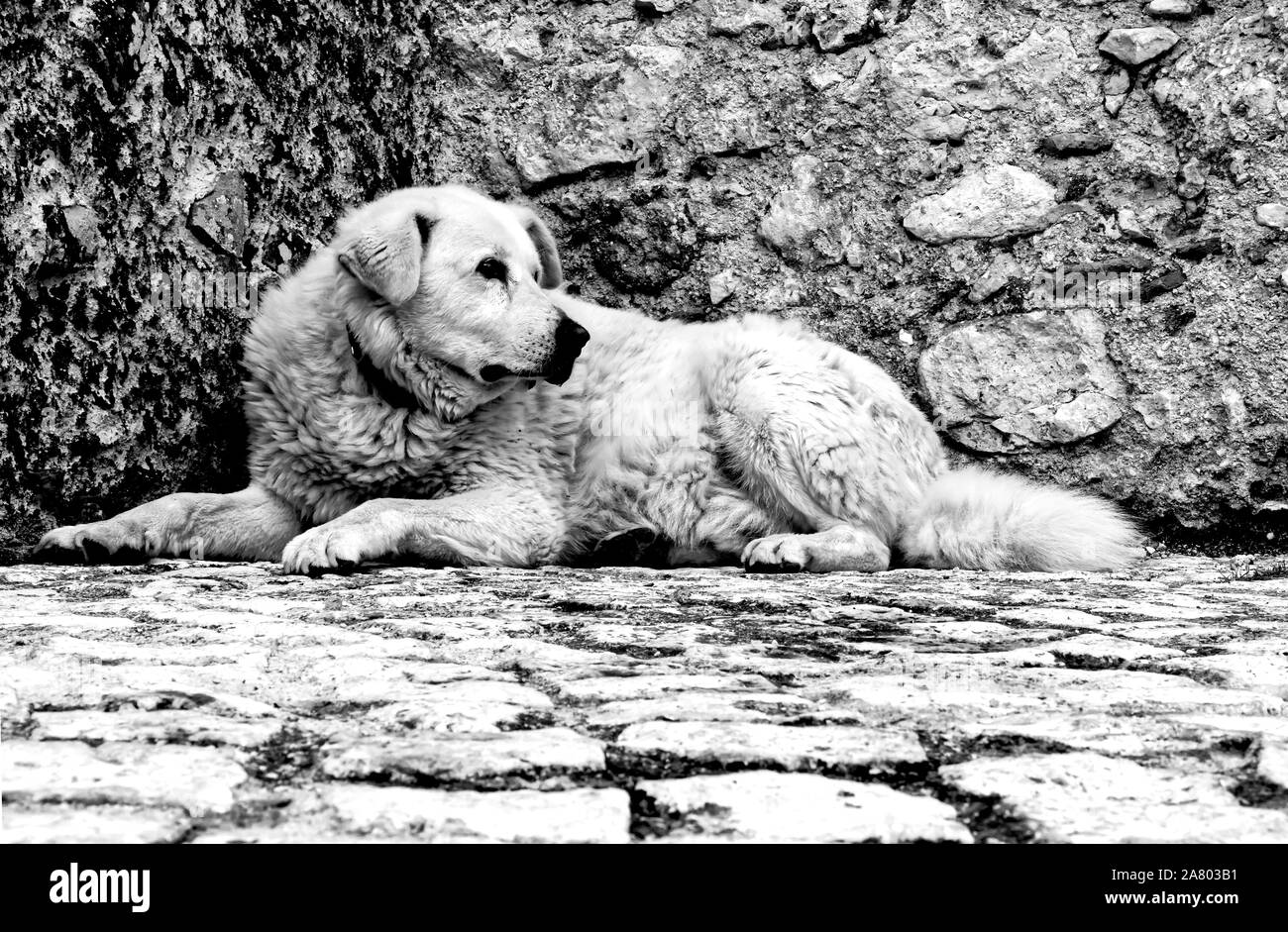 Maremma Sheepdog (Cane da pastore Maremmano-Abruzzese). White dog lying down on the floor in front of a stone wall. Stock Photo