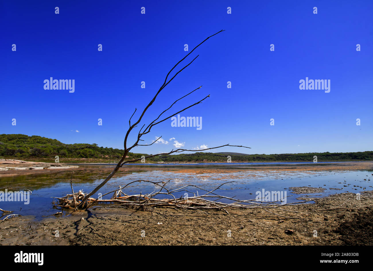 Lake Baratz (Lago di Baratz), the only natural freshwater lake in Sardinia. Lake with reflections, blu sky and a dried branch. Stock Photo