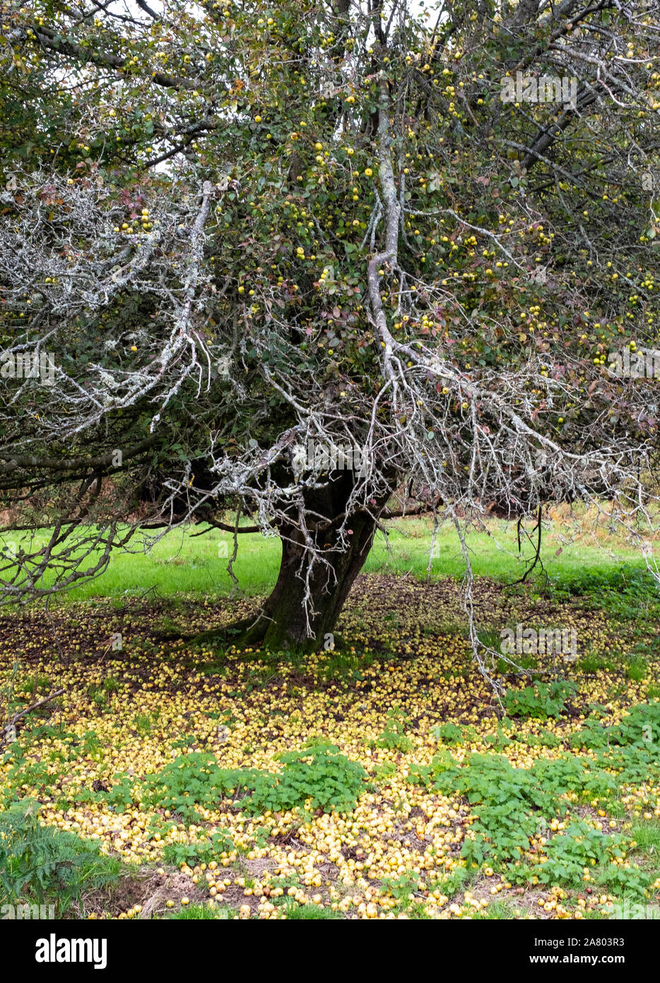 A crab apple tree in Autumn with fruit laying on the ground on