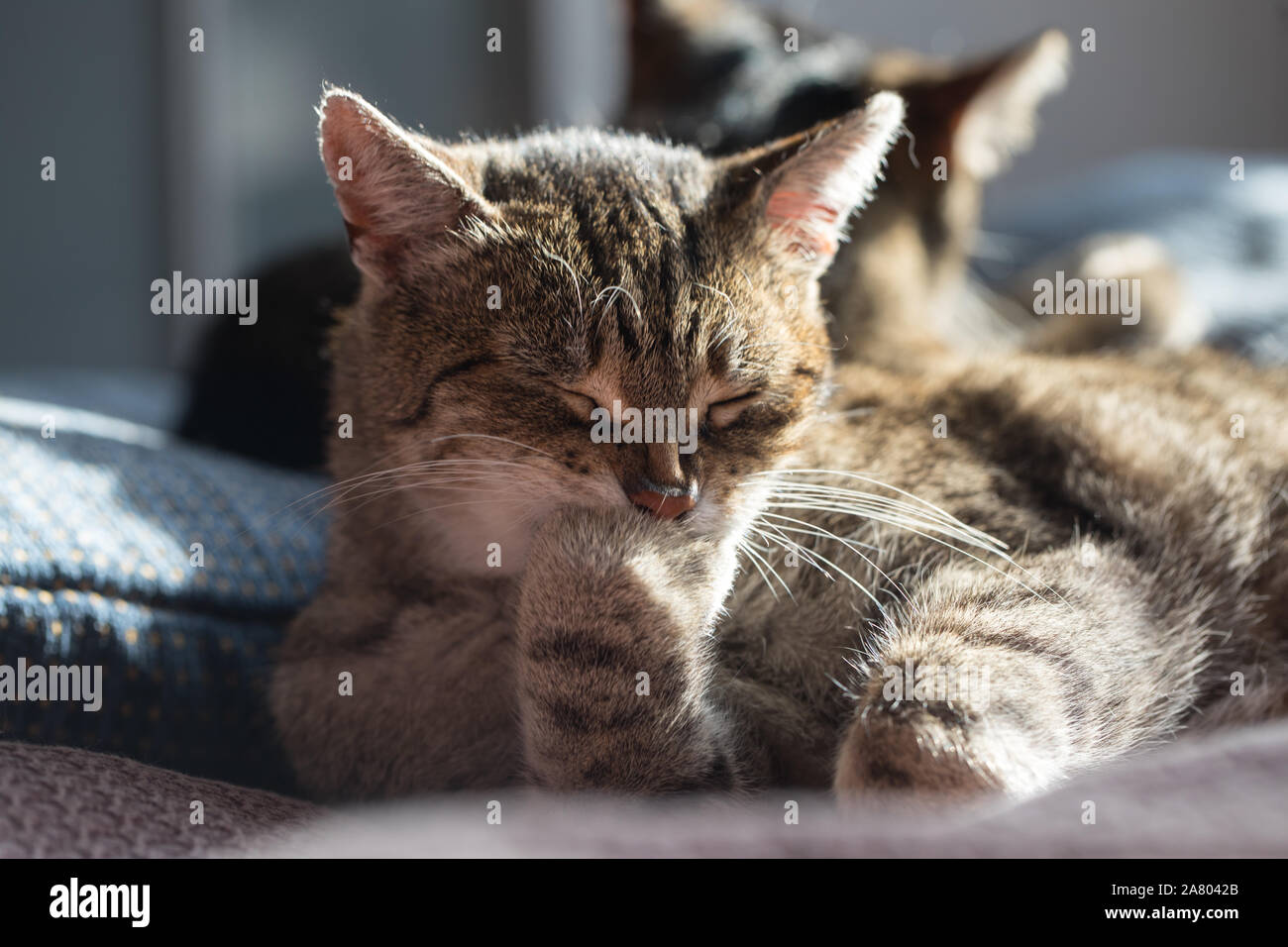 beautiful cute cat licking his paw on bed with funny emotions Stock