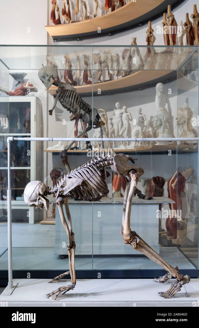 Human body parts wax hires stock photography and images Alamy