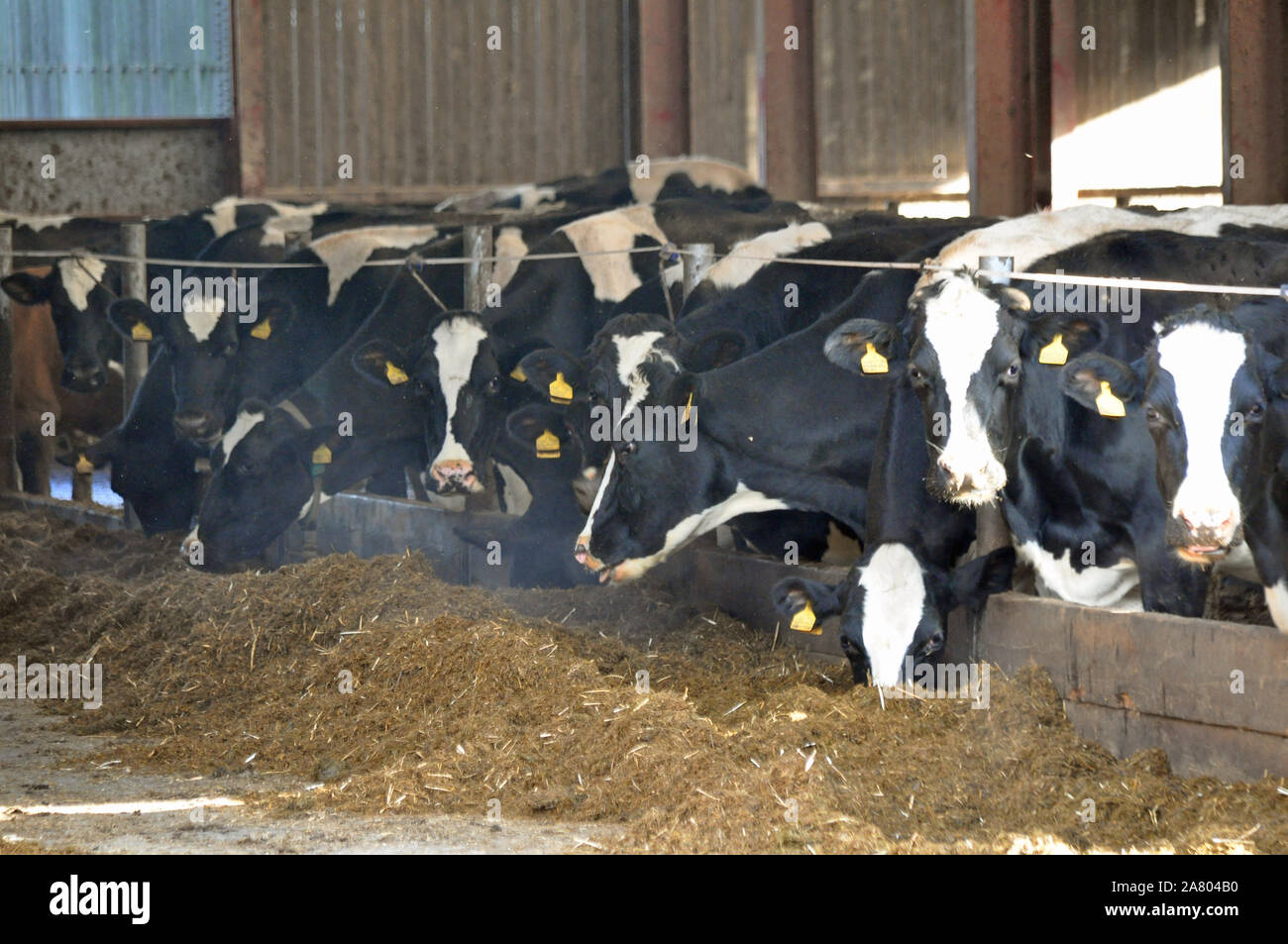 Cows being fed in barn hires stock photography and images Alamy