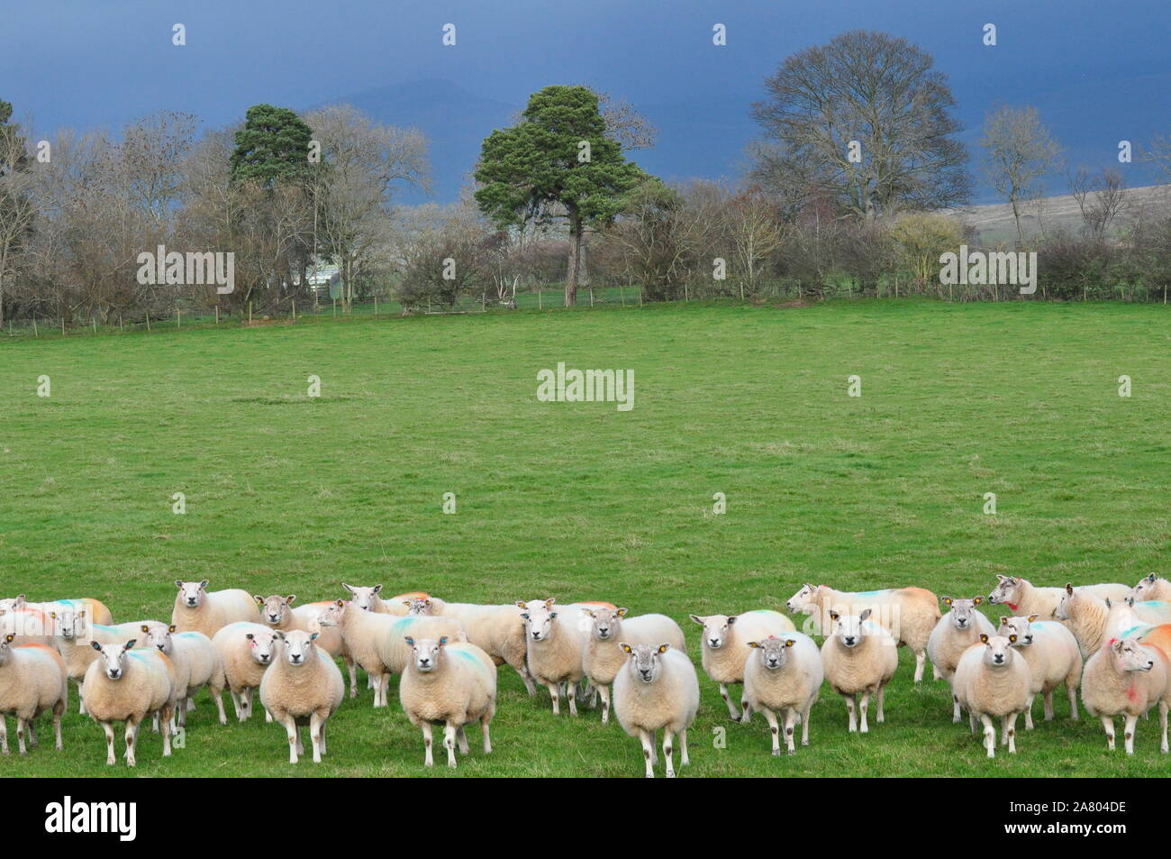 Line of sheep all looking the same way Stock Photo
