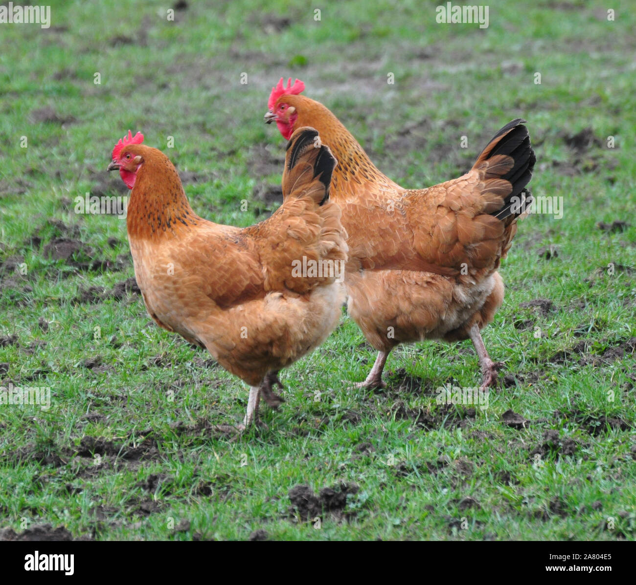 Free range chickens in a field Stock Photo