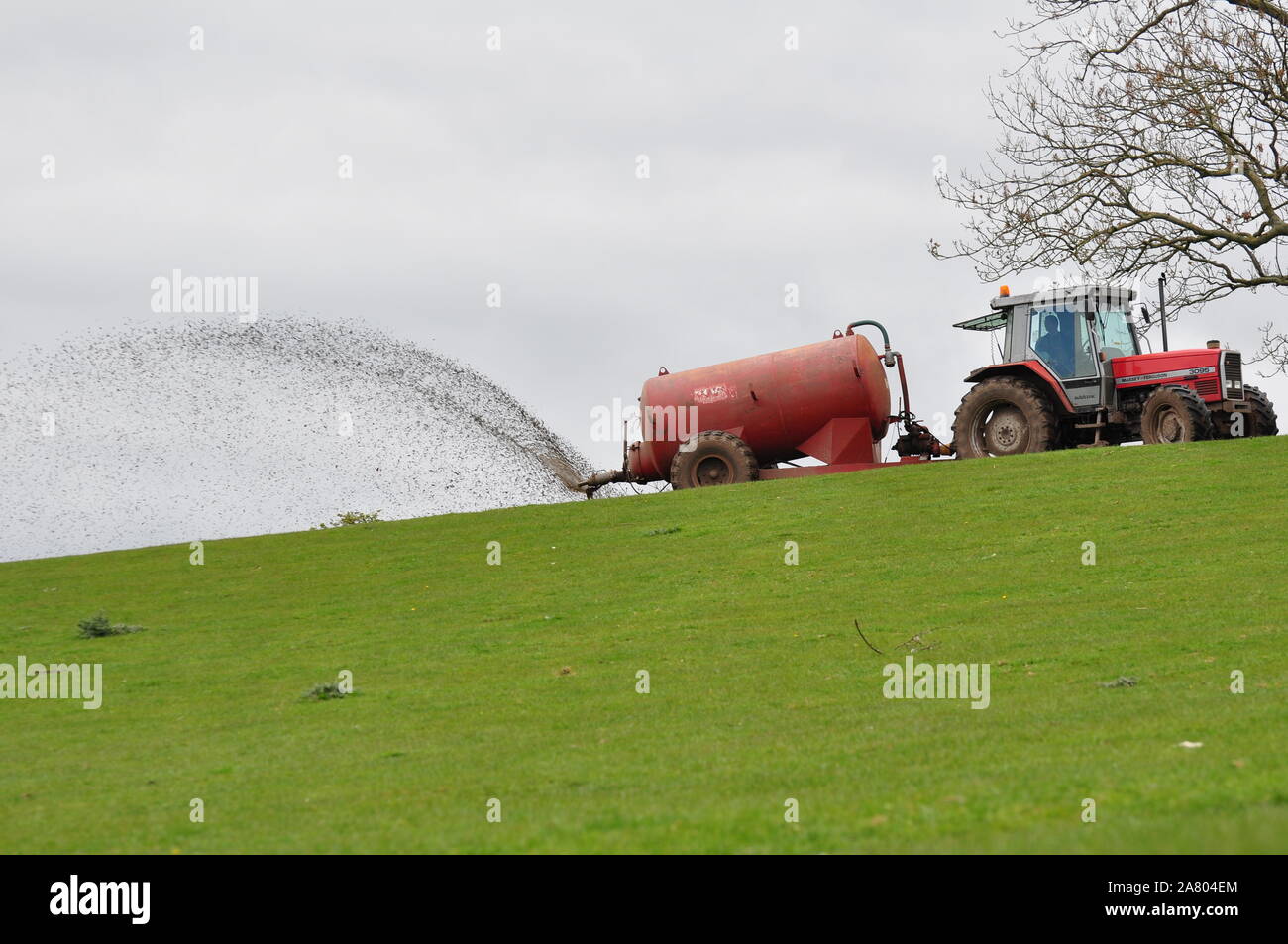 Spreading liquid manure on grassland Stock Photo