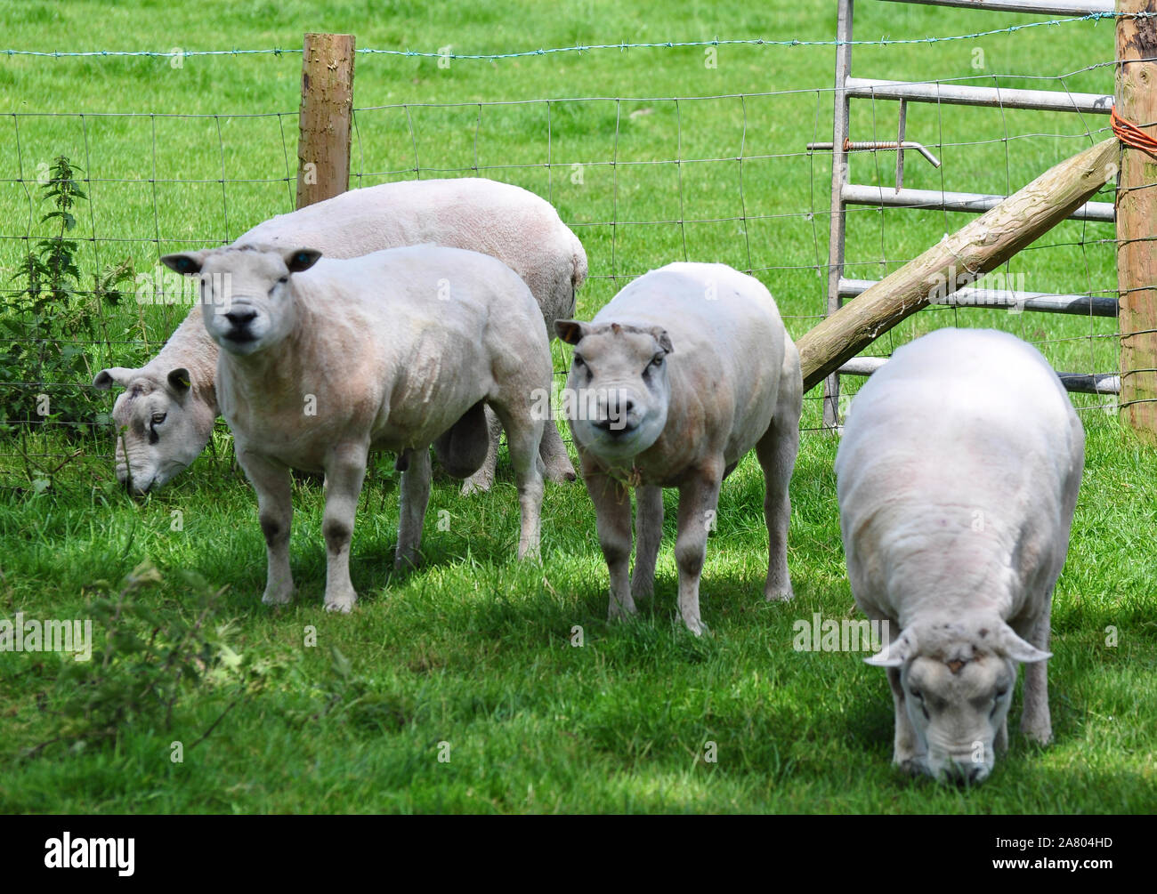 Freshly Sheared Texel rams Stock Photo