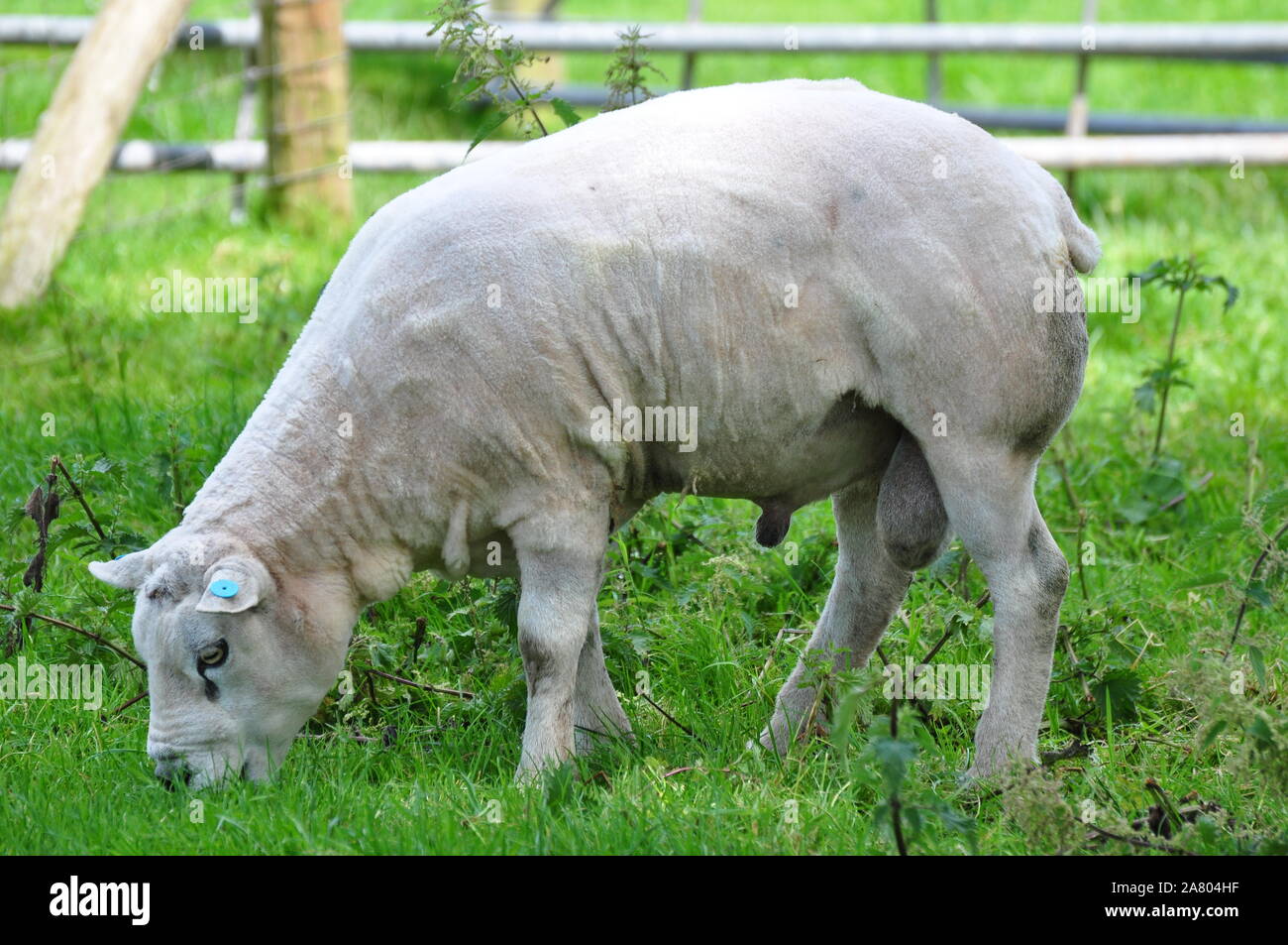 Freshly Sheared Texel ram Stock Photo