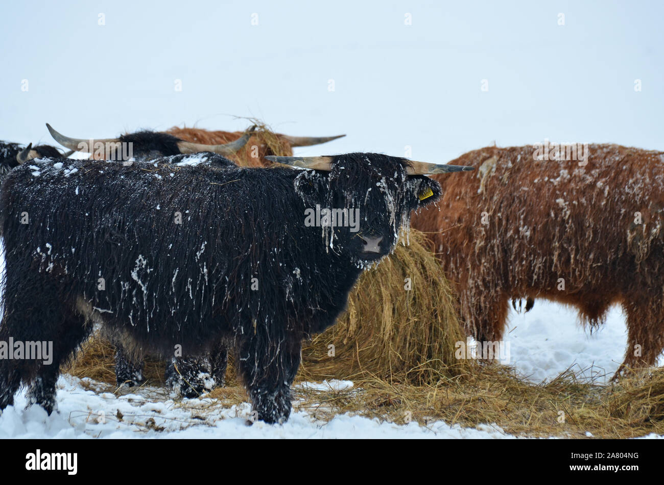 Highland cattle snow hi-res stock photography and images - Alamy