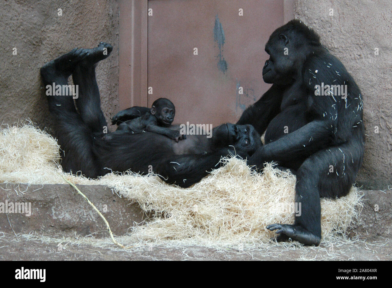 Gorilla in prague zoo prague hi-res stock photography and images - Alamy