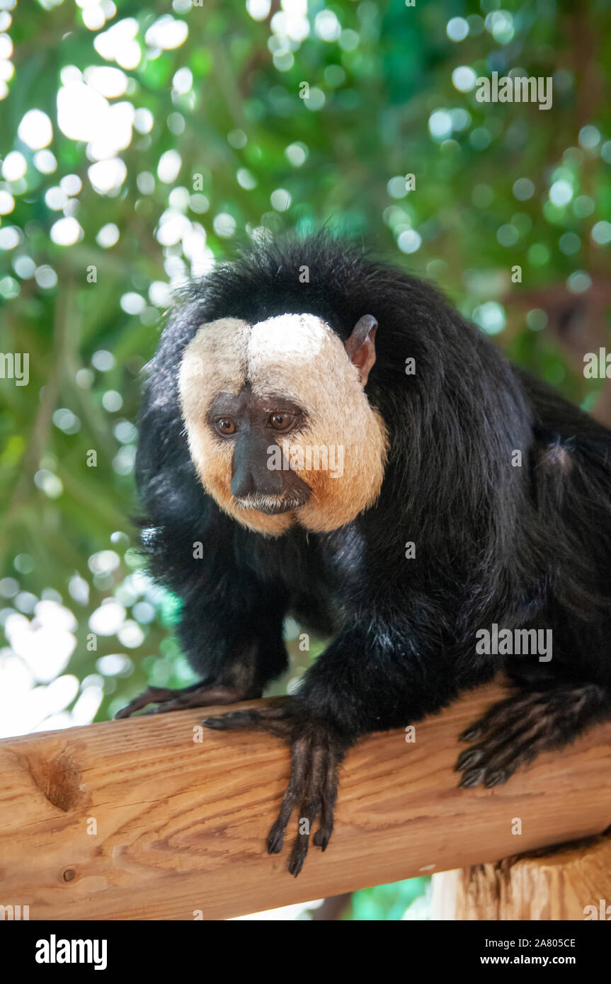 white-faced saki (Pithecia pithecia), called the Guianan saki and the golden-faced saki, is a species of the New World saki monkey. They can be found Stock Photo